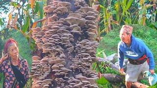 WAR Mushrooms Natural and Organic @budhamagardil2042 #Mushrooms #natural #Organic #nepal #rural