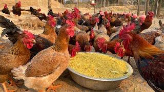 How to raise chickens for meat and eggs - Egg harvesting - Cheap chicken feed - Poultry business