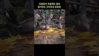 동물들이 가장 힘든 시기 1월의 숲속 찬구들