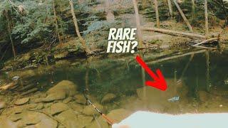 Fishing A Secluded Creek For a Rare Alabama Fish!!!