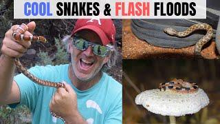 Extreme herping in the Arizona monsoon!