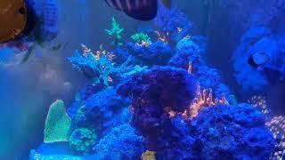 Livestream of 120 Gallon Coral Reef Aquarium 10-16-2023