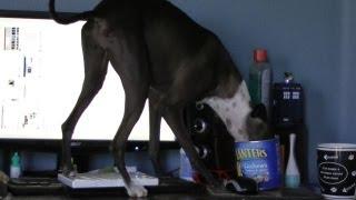 A very bad dog (kleptomaniac greyhound!)