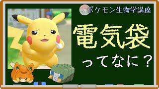 「電気袋」とは一体何なのか？｜ポケモン生物学講座