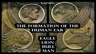 The Formation of the Human Ear. Eagle, Lion, Bull, Man By Rudolf Steiner