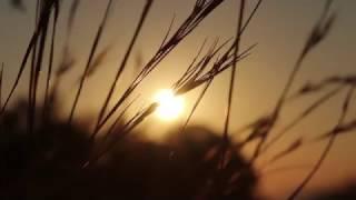Sunrise through Tall Grass Blowing in the Wind - Royalty Free HD Stock Video Footage