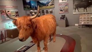 Maesawa Cattle Museum (奥州市牛の博物館), Oshu for You Ep. 8