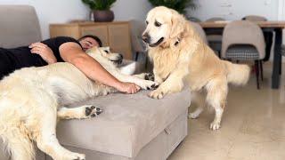 What Does a Golden Retriever do when He Finds His Owner Sleeping with Another Dog