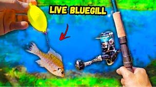 Fishing w/ Live Bait for BIG BASS in a Hidden Pond!! (CRAZY Catches)