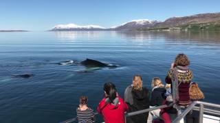 Elding Whale Watching Akureyri