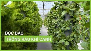 Độc đáo mô hình trồng rau khí canh | VTC16