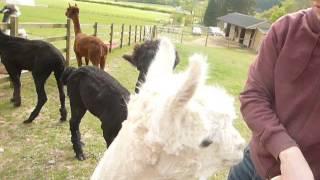 Feeding alpacas treats