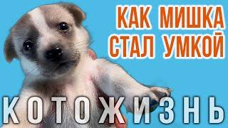 КАК МИШКА СТАЛ УМКОЙ! КОТОЖИЗНЬ!