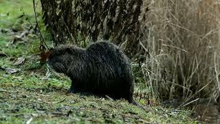 Ein Nutria im Ebertpark bei Ludwigshafen