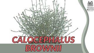 Silver Lining: CALOCEPHALUS BROWNII | Ornamental Wonder for Your Garden