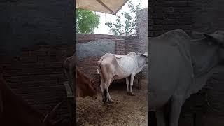 Cattle forms in my house#shorts #viral #respect