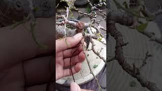 BONSAI SERUT|INSPIRASI BONSAI