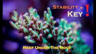 Stable Reef Tank Parameters - KEY to Success!