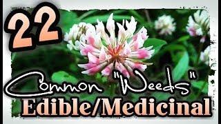 22 Common Edible/Medicinal "Weeds" Found In Your Lawn