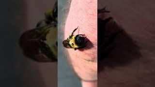 #Bee licking human #skin - no pain! Just tickle... You clearly see its tongue. Beautiful #nature