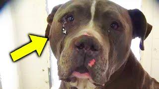 This Dog Groomer was being Recorded Everyone was Shocked what he did to the Dogs