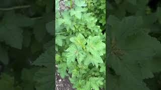 Галловая тля исчезнет￼ #сад #дача #урожай #огород #теплица