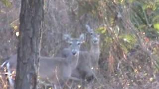 better Florida deer video