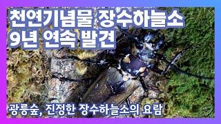 [국립수목원 뉴스] 장수하늘소 9년 연속 발견