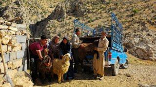 Nomadic life | Nader and his family sold their lambs