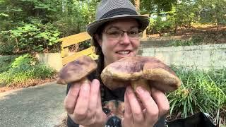 Rare mushroom alert! Tylopilus williamsii & common golden reishi, Ganoderma curtisii