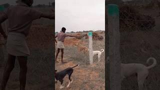 chippiparai dog jumping | High jump training | chippiparai dog