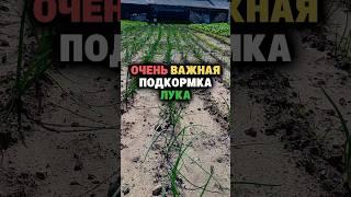 Не пропусти эту главную подкормку лука
