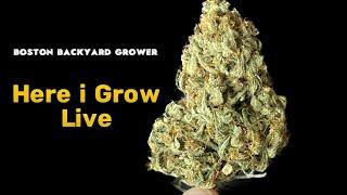 Here i Grow Live - Tips | Indoor Grow Updates | Outdoor Grow Strain Review