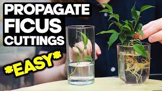 Propagate Ficus from Cuttings for Bonsai  *EASY*