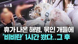 휴가 나온 해병, 묶인 개들에 '비비탄' 1시간 쐈다…이후 견주가 당한 일 / JTBC 뉴스룸