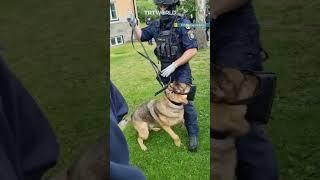 Swedish police unleash dogs on pro-Palestine demonstrators