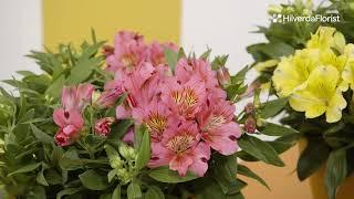 New Introductions 2021: Alstroemeria Inticancha Series - Russian