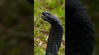 Lady motivational video lady cobra commando #shorts #sainikhub
