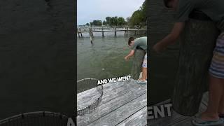 EASY way to catch crabs #chesapeakebay #crabbing #bluecrab