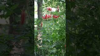Humboldt Lily Importance to Native Americans - Sequoia Park Zoo #sciencefacts #biology #california