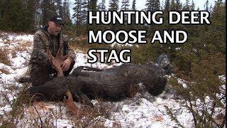 Kristoffer Clausen hunting deer, moose and stag with Sauer rifles