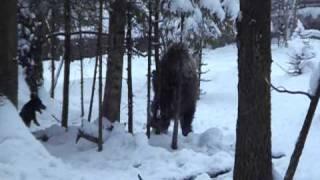 нелли и свинья