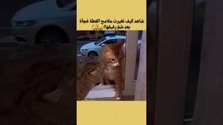 شاهد كيف تغيرت ملامح القطة فجأة بعد شَمِّ رفيقها! #cat #shorts