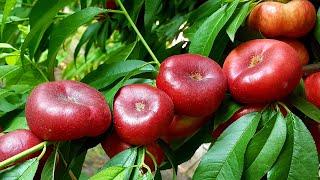 ОДИН ИЗ САМЫХ ВКУСНЫХ НЕКТАРИНОВ !!! NECTARINE DONUT !!!НЕКТАРИН ДОНАТ !!!