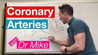 Coronary Arteries | Cardiology