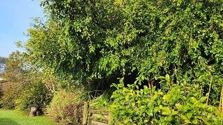 The Garden Became a FOREST | Elderly Couple Desperately Needed Help!