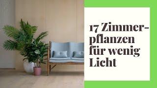 17 pflegeleichte Zimmerpflanzen für wenig Licht