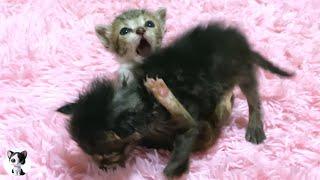 Baby kittens fighting between siblings was too cute