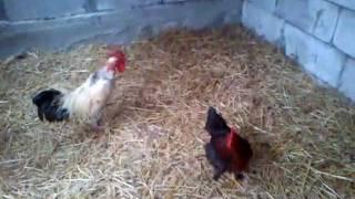 Walka Kogutów Orkanów 2012 ( 23 ) ( Fighting cocks , бойцовые петухи )