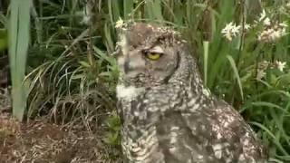 Falcon Ridge Bird of Prey Centre in the Drakensberg, South Africa